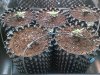 CFL Grow Day 11 Group.jpg