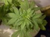 MYSTERY KUSH2_1_12-28-11.JPG