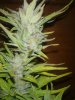 MS Grow 024.jpg