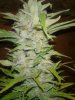 MS Grow 025.jpg