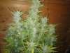 MS Grow 026.jpg