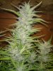 MS Grow 027.jpg