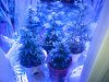 LED Grow Day 38.jpg