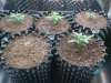 CFL Grow Day 14.jpg