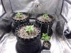 Grow Tent 02.jpg