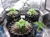 Grow tent 05.jpg