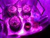 PP Grow Tent 07.jpg