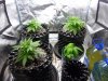 Grow Tent 08.jpg