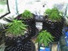 Grow Tent 09.jpg