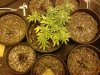 day42seedsday6.jpg