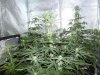 Grow tent 15.jpg