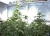 Grow tent 16.jpg