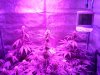 Grow tent 16 temps RH.jpg