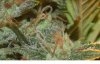 Sour60-Fr-macro.jpg