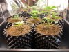 cfl grow day 21.jpg