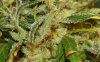 AsianHaze-NewB32macro.jpg