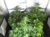 Grow Tent 17.jpg