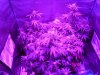 PP Grow Tent 17.jpg