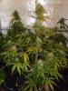 Grow tent 18.jpg