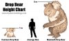 Drop-Bear-Size-Chart.jpg