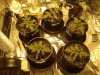 Grow Room Day 14.jpg