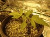 Sour Diesel Day 14.jpg