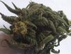 101_4677  bud.jpg