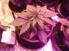 Candy Kush Day 19.jpg