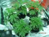 Grow Area Day 24.jpg