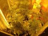 Day 30 Grow Room.jpg