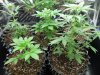 cfl grow day 25.jpg