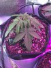 2-5-2015 Auto Berry Grow day 26 034.jpg