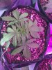 2-5-2015 Auto Berry Grow day 26 035.jpg