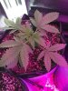 2-5-2015 Auto Berry Grow day 26 036.jpg