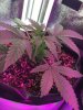 2-5-2015 Auto Berry Grow day 26 037.jpg