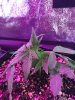 2-5-2015 Auto Berry Grow day 26 044.jpg