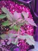 2-5-2015 Auto Berry Grow day 26 045.jpg