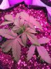 2-5-2015 Auto Berry Grow day 26 041.jpg