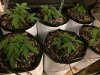 2-5-2015 Auto Berry Grow day 26 057.jpg