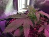 2-7-2015 Auto Berry Grow day 28 006.jpg