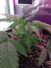 2-7-2015 Auto Berry Grow day 28 008.jpg