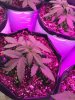 2-7-2015 Auto Berry Grow day 28 010.jpg