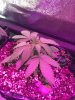 2-7-2015 Auto Berry Grow day 28 011.jpg