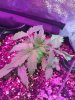 2-7-2015 Auto Berry Grow day 28 012.jpg