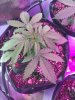 2-7-2015 Auto Berry Grow day 28 014.jpg