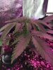 2-7-2015 Auto Berry Grow day 28 015.jpg