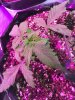 2-7-2015 Auto Berry Grow day 28 013.jpg