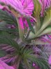 2-7-2015 Auto Berry Grow noontime 001.jpg