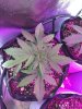 2-7-2015 Auto Berry Grow noontime 004.jpg