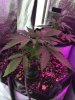 2-7-2015 Auto Berry Grow noontime 005.jpg